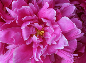 Fragrant Peony