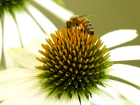 Bee on white cone flower