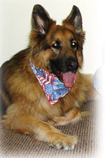 Dr. James Feinberg – German Shepherd