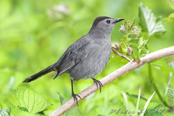 Catbird by Al Smith