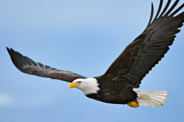 Missouri Department of Conservation Eagle Days