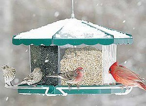 Bird Feeder