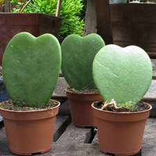 Heart Plants