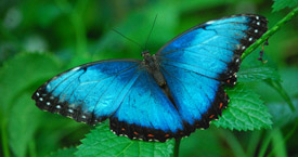 Sophia M. Sachs Butterfly House March Morpho Mania