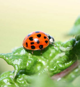 Ladybug