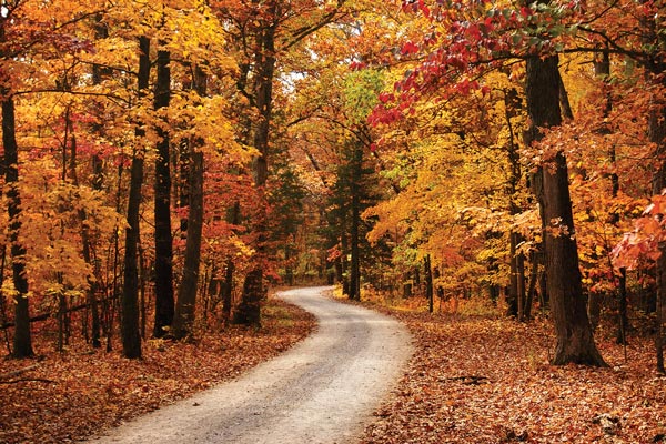 Fall Road