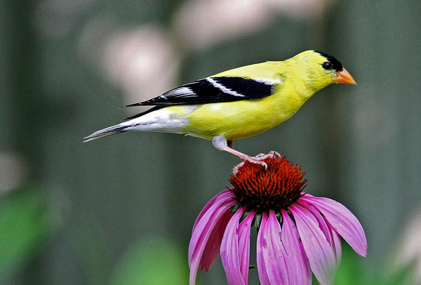 Goldfinch on Flower