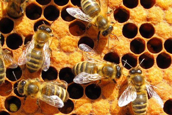 Eastern Missouri Beekeepers Association