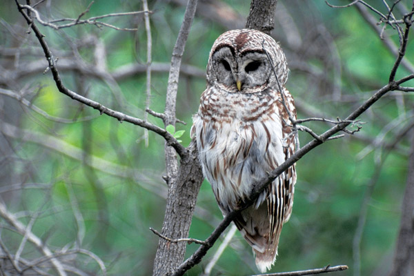 Barred Owl