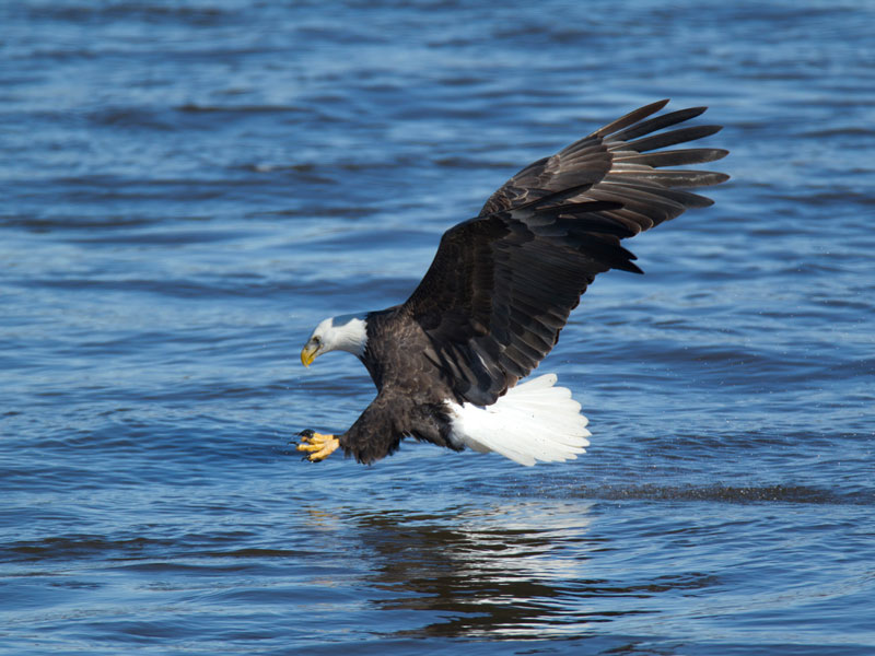 Bald Eagle Days