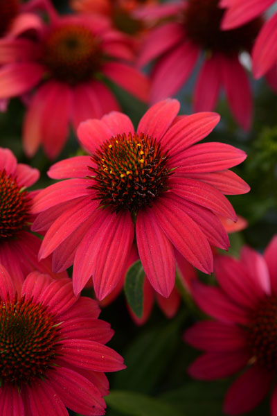 Baja Burgundy Coneflower