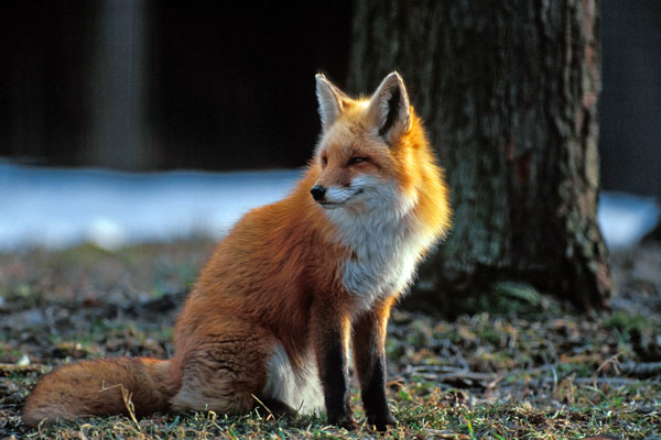 Rex Fox
