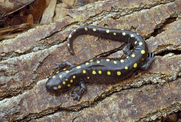 MDC Powder Valley Nature Center Spotted Salamander