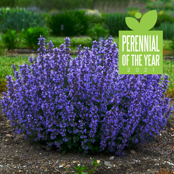 Nepeta Cat's Pajamas Catmint