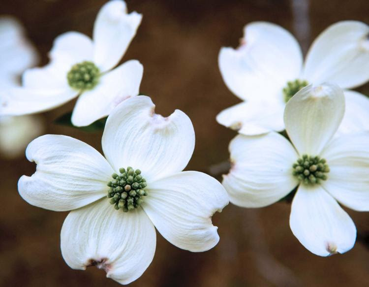 Arbor Day Dogwood Blooms