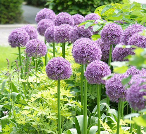 Missouri Botanical Gardens Globemaster Ornamental Onion