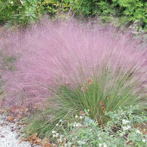 Pink Muhlygrass Missouri Sugar Creek Gardens nursery