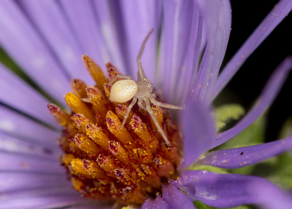 Crab Spider on Aster Dan Zarlenga