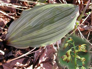 Adam and Eve Orchid Leaf