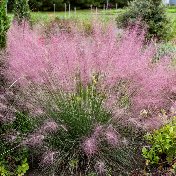 Pink Muhly Grass