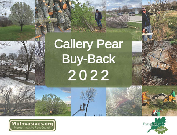 Callery Pear Buy-back Event