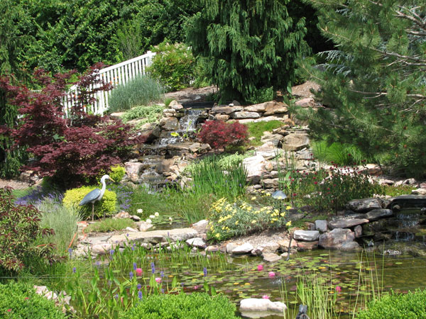 St. Louis Water Garden Society Pond-O-Rama