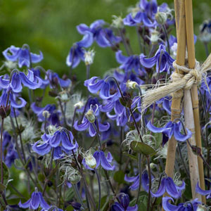 Stand By Me' Bush Clematis