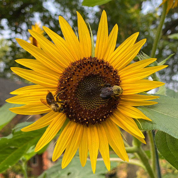Sunflower Bees Linda Wiggen Kraft