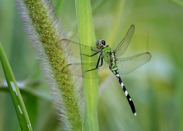 Zarlenga Eastern Pondhawk Dragonfly