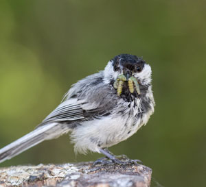 Chickadee