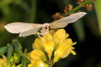 Moth Pollinating