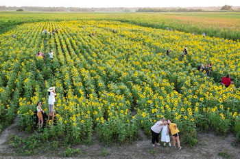 Sunflowers