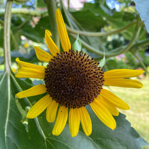 Wabi Sabi Sunflower