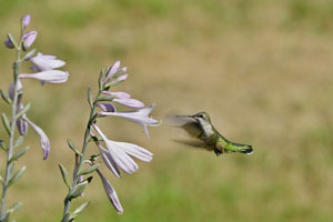 ruby throated hummingbird