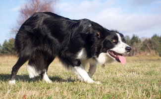 Border Collie