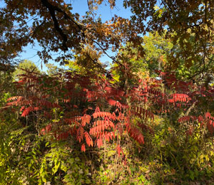 Fall Colors Sumac Oaks