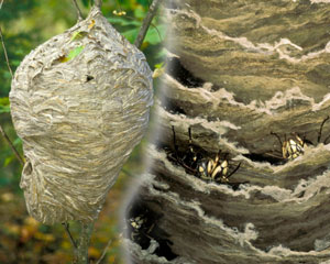 Hornet Nest Origami