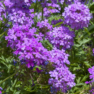 09-Verbena Canadensis Rose Verbena