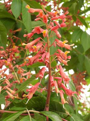 Red buckeye