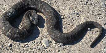 Northern Watersnake