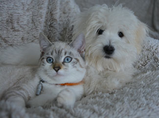 photo of cat and dog