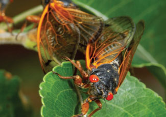 Cicada