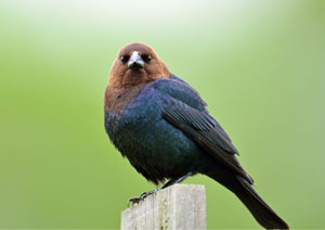 Cowbird