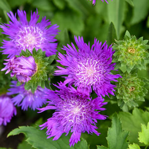 Stoke's Aster