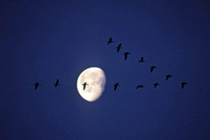 Geese Moon