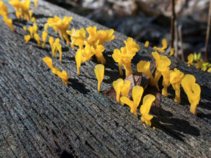 Witches Butter