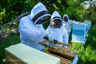 St. Louis Beekeeping