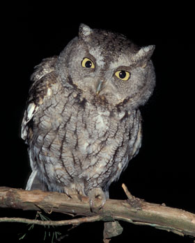 Eastern Screech Owl