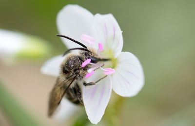 Longhorn Bee