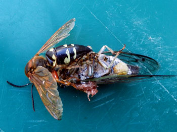Cicada Wasp